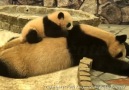 Baby Panda Tries To Wake Up Mom!!