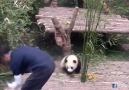 Baby panda wants a hug from care taker