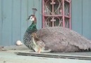 Baby Peacocks on Day One of Life!