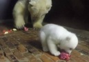 Baby Polar Bear Learns How to Eat