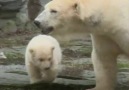 Baby polar bear! Need we say more! bbc.in2TTpuTJ