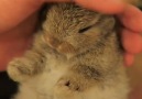 Baby Rabbit Getting Stroked And Wiggling Its Nose