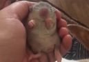 Baby rattie playing Bach&Prelude in her dreams &lt3Video by Valerie Cagle
