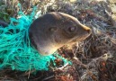 Baby Seal Tangled In Net Gets Returned To The Ocean