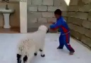 Baby sheep attack