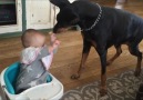 Baby Teases Doberman