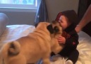 Baby thinks pugs are hilarious