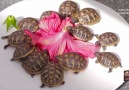 Baby Tortoises Share a Delicious Hibiscus Flower