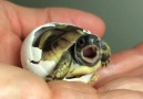 Baby Turtle