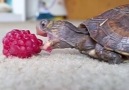 Baby Turtle Eats A Raspberry