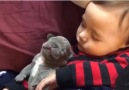 Baby with puppies