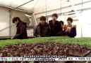 Bachelor's Vegetable Store-10.bölüm sonu