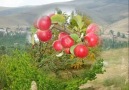 Bademdere Kasabası Niğde