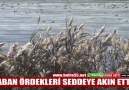 Bafra55.netYedikemerBarışfm - Yaban Ördekleri Facebook