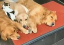Baho - müşteriler köpeklerden korktugu icin magazaya...