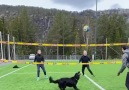 Baho - Voleybolcu Köpek Facebook