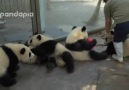 Bakıcılarını Trolleyen Pandalar (Aşırı Tatlılık İçerir)
