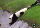 Bakıcısına Ecel Terleri Döktüren Panda