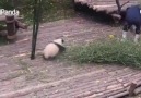 Bakıcısından ilgi bekleyen panda