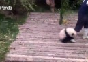 Bakıcısını canından bezdiren pandanın eğlenceli anları. (VİA iPanda)