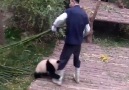 Bakıcısının işini yapmasına izin vermeyen sevimli panda )