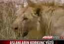 Bakın Aslan Avını nasıl Yakalıyor