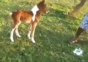 Bakın Şunun Şirinliğine