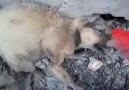 Bakü'de sokak köpekleri yakıldı