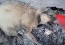 Bakü'de sokak köpekleri yakıldı