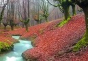 Balade Automnale dans la magnifique fort d&situe dans les Pyrnes