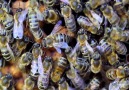 Bal arılarının dereceleri mi var?