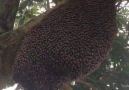 Bal arılarının muazzam simetrik hareketleri!SubhanAllah