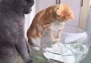 Balık bizim dostumuz o yiyecek değil dedim sana