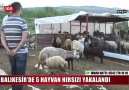 BALIKESİRDE 5 HAYVAN HIRSIZI TUTUKLANDI