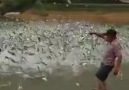 Balıklar çıldırdı Aboooo