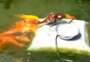 balıkları besleyen ördek yavrusu