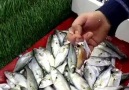 Balıkları dondurucuya koymadan önce mutlaka izleyin