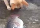 Balıkları Hayatta Tutmaya Çalışan Köpek