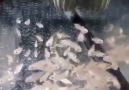 Balıkların yumurtadan çıkışı