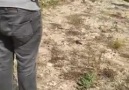 Balıklıgöl - Alın teri için Şanlıurfa dan Konya&gelen...