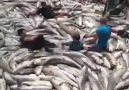 Balık Nasıl TutulurEn Popüler videoları ilk siz izleyin..!