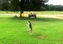 Balonla oynayan dünyanın en mutlu köpeği