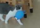 Balon patlayınca şaşkına dönen kedicik D Kedi Dostlarımız