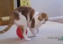 Balonun Azizliğine Uğrayan Kedi