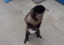 Bankomat Kullanabilen Akıllı Maymun