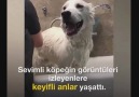 Banyoda şarkı söyleyen köpek hayrete düşürdü