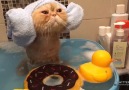 Banyosunu Yapan Sevimli Kedicik