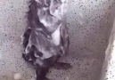 Banyo yapan fare