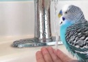 Banyo yapmayı seven muhabbet kuşu )