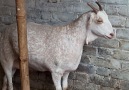 Barbari goat farm